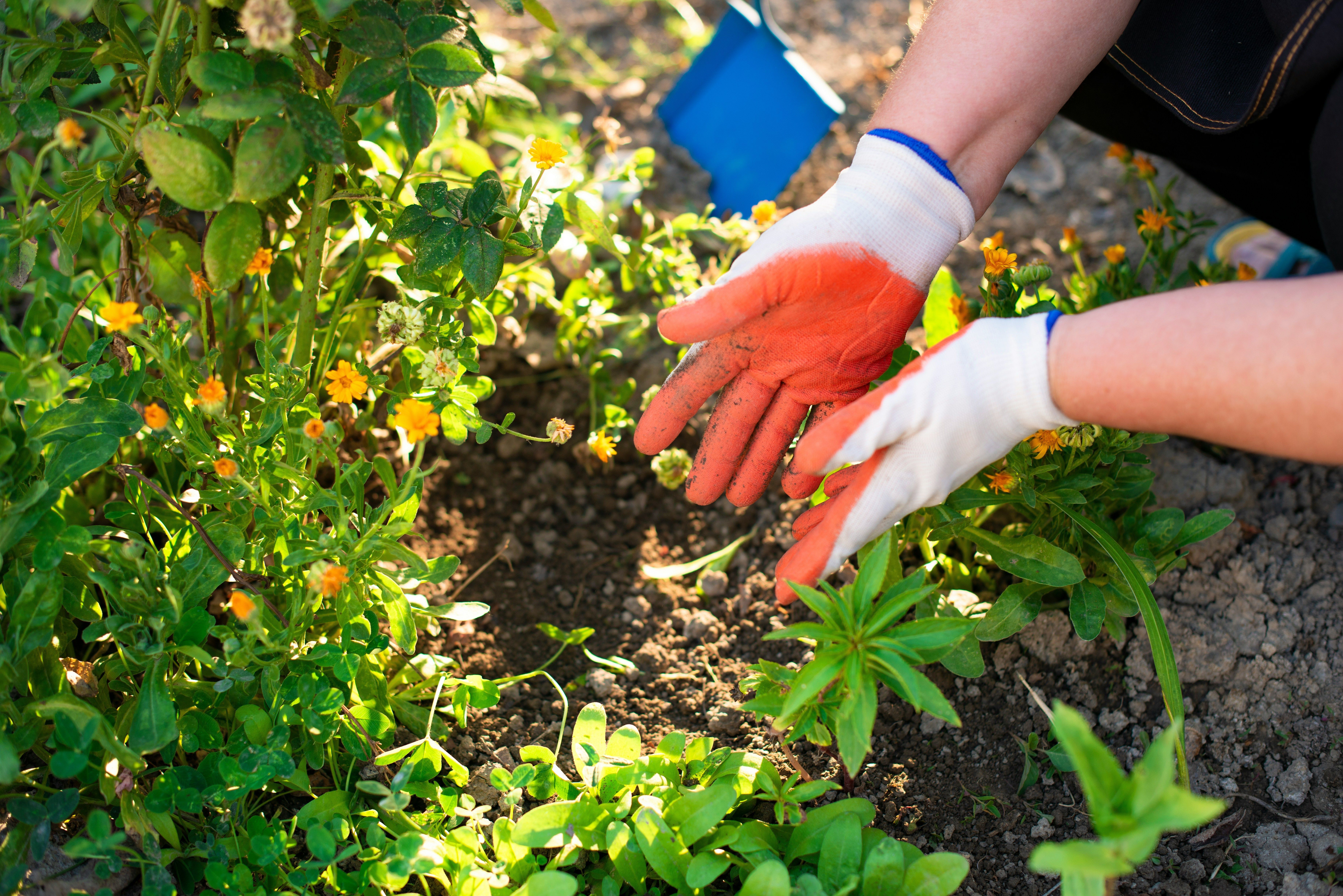 Master Gardener