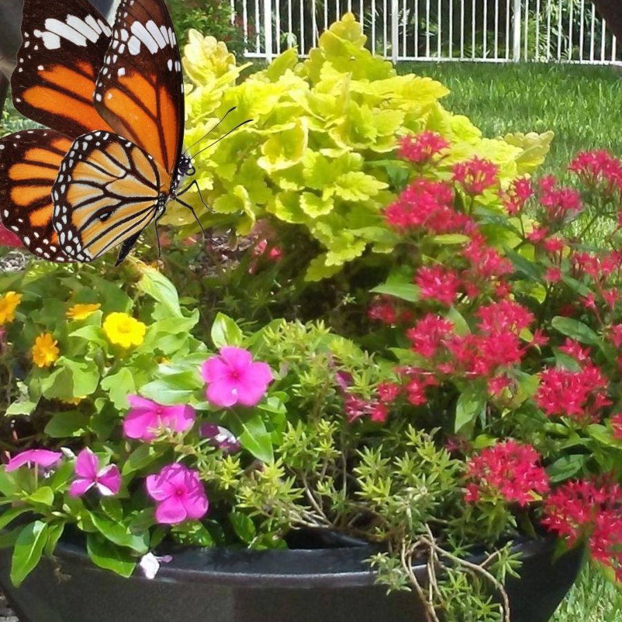 Spring Container Garden Class