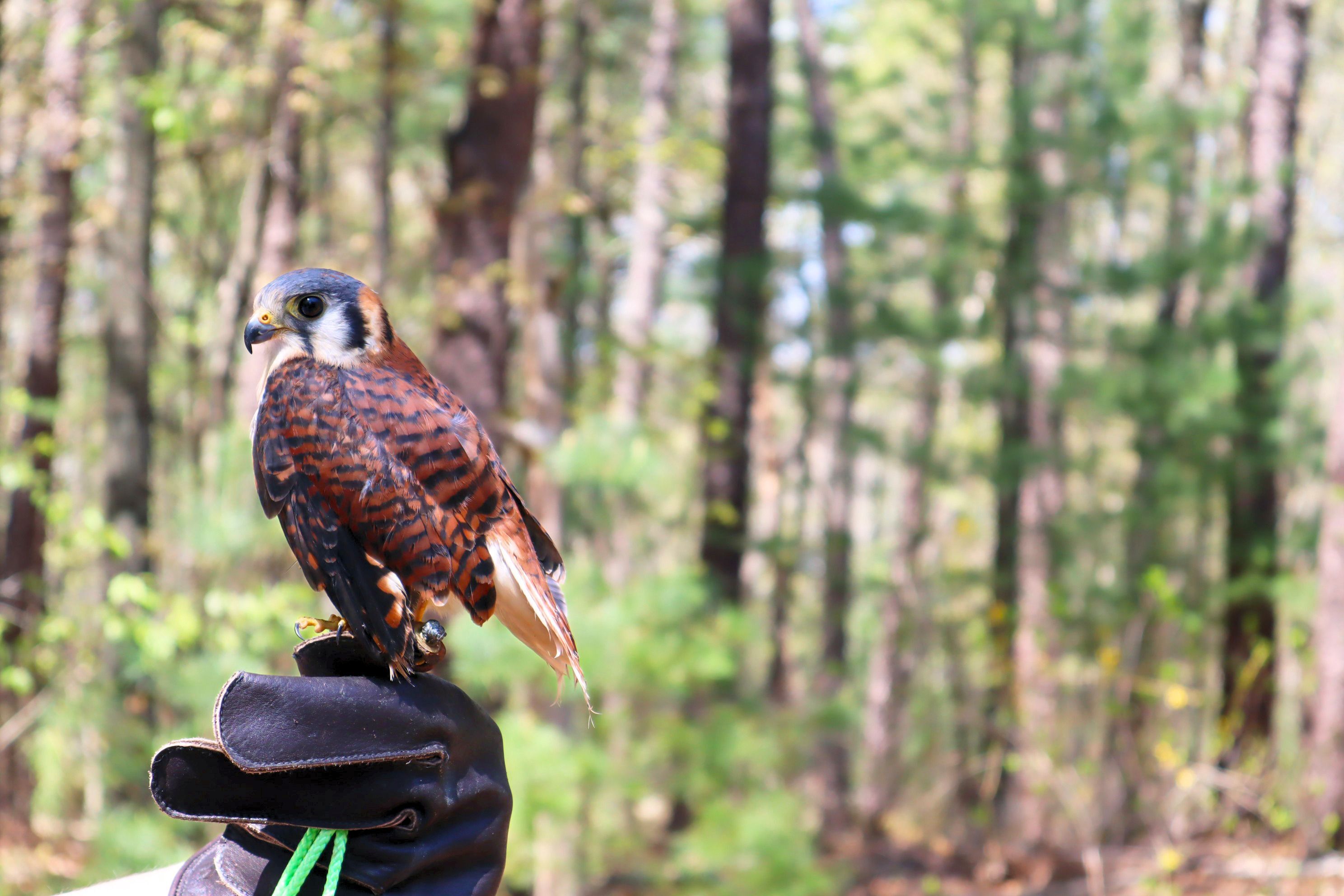 Audubon's new American Kestrel is tiny! Image includes part of a hand for scale.