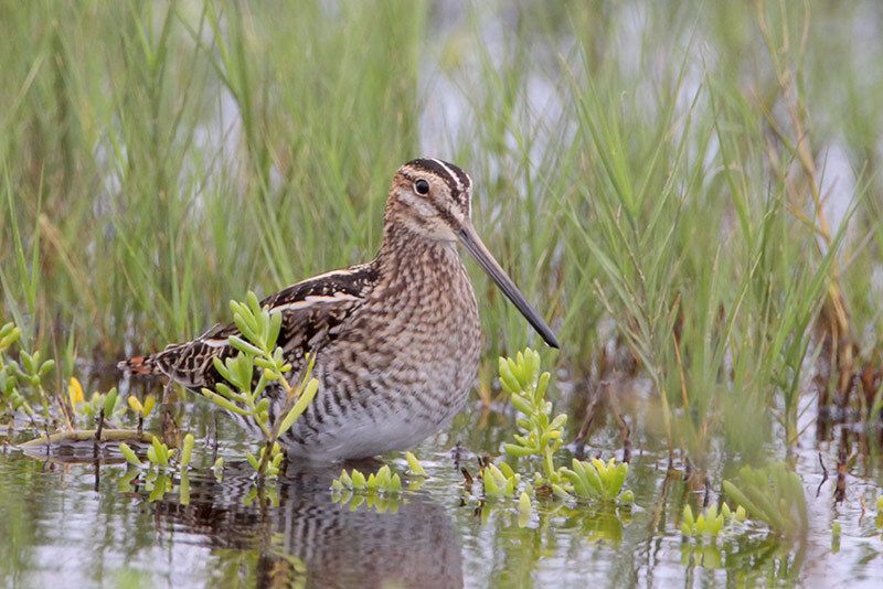 Wilson's Snipe