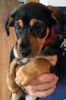 Violet - ADOPTED