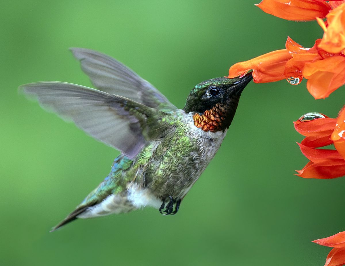 Ruby-throated-Hummingbird by Peter Green