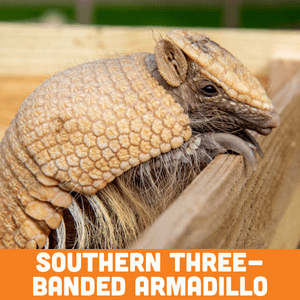 southern three banded armadillo