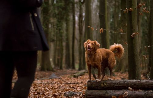 Celebrate Adopt a Shelter Dog Month