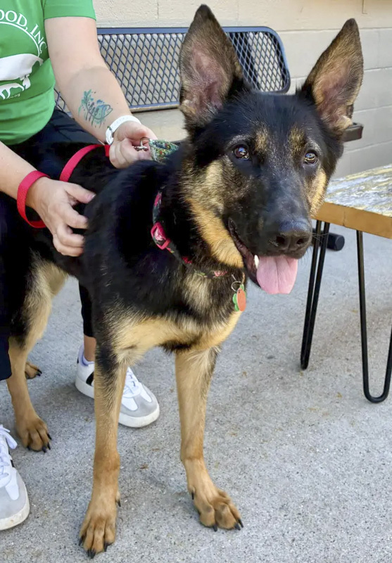 Laika