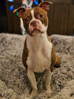 Piper - ADOPTED