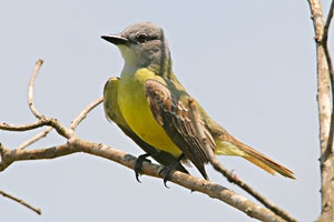 Couch's Kingbird
