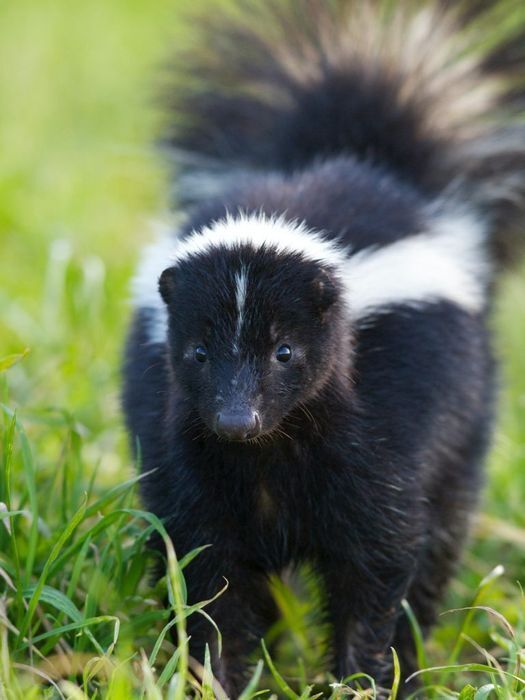 Skunk facing forward