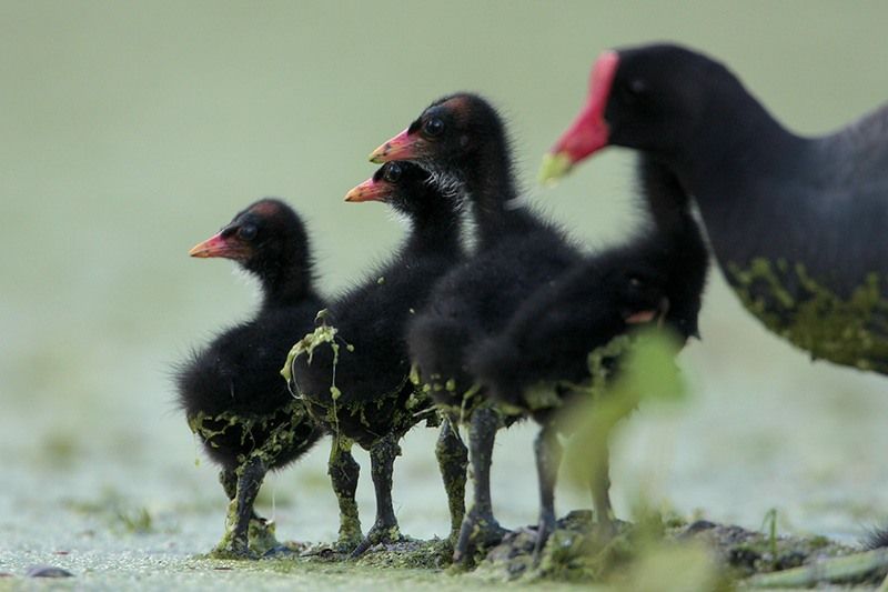 Common Gallinule and chicks