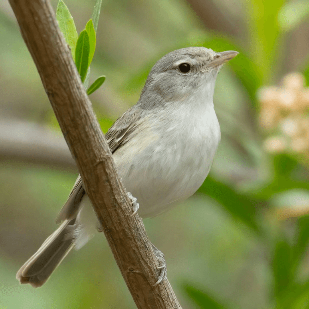 Least Bell's Vireo
