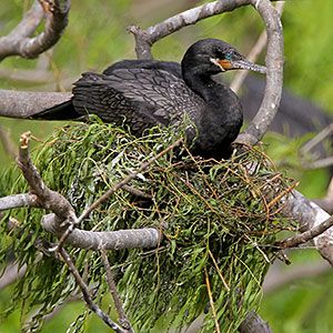 Neotropic Cormorant