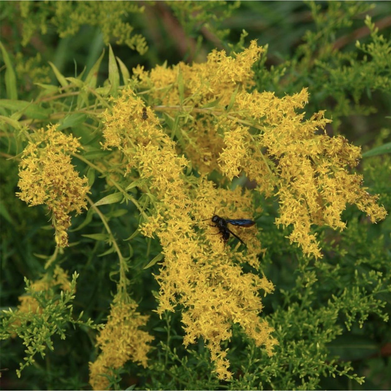 Solidago Odora (“Sweet Goldenrod”)