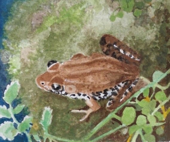 Watercolor painting of a bullfrog on a plant