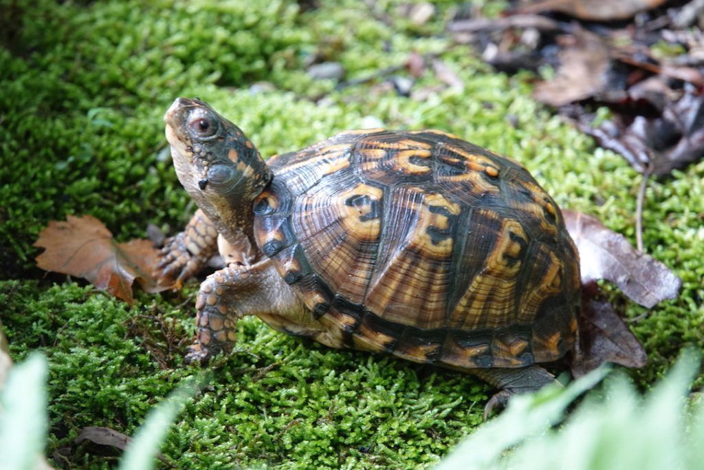 box turtle