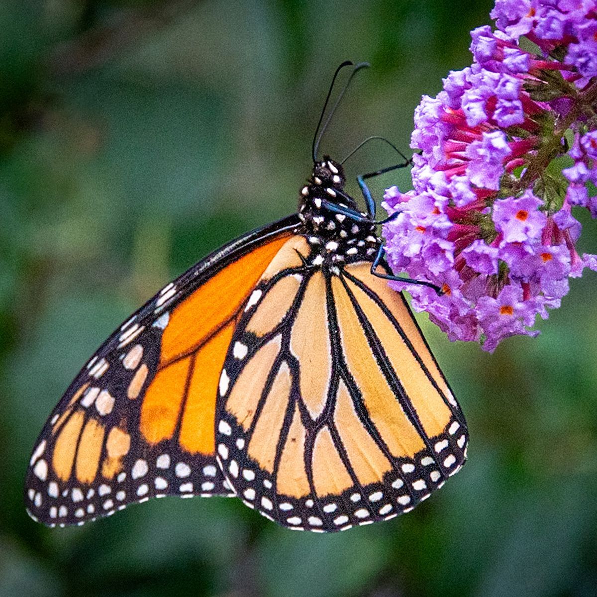 A Monarch on purple flowers