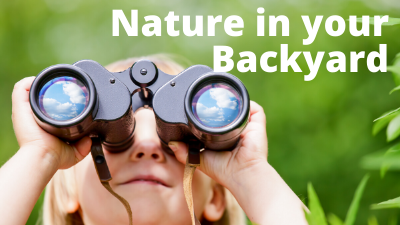 Audubon at Home: Nature in Your Backyard