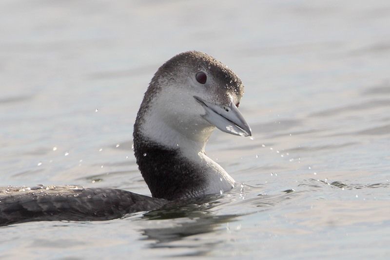 Common Loon