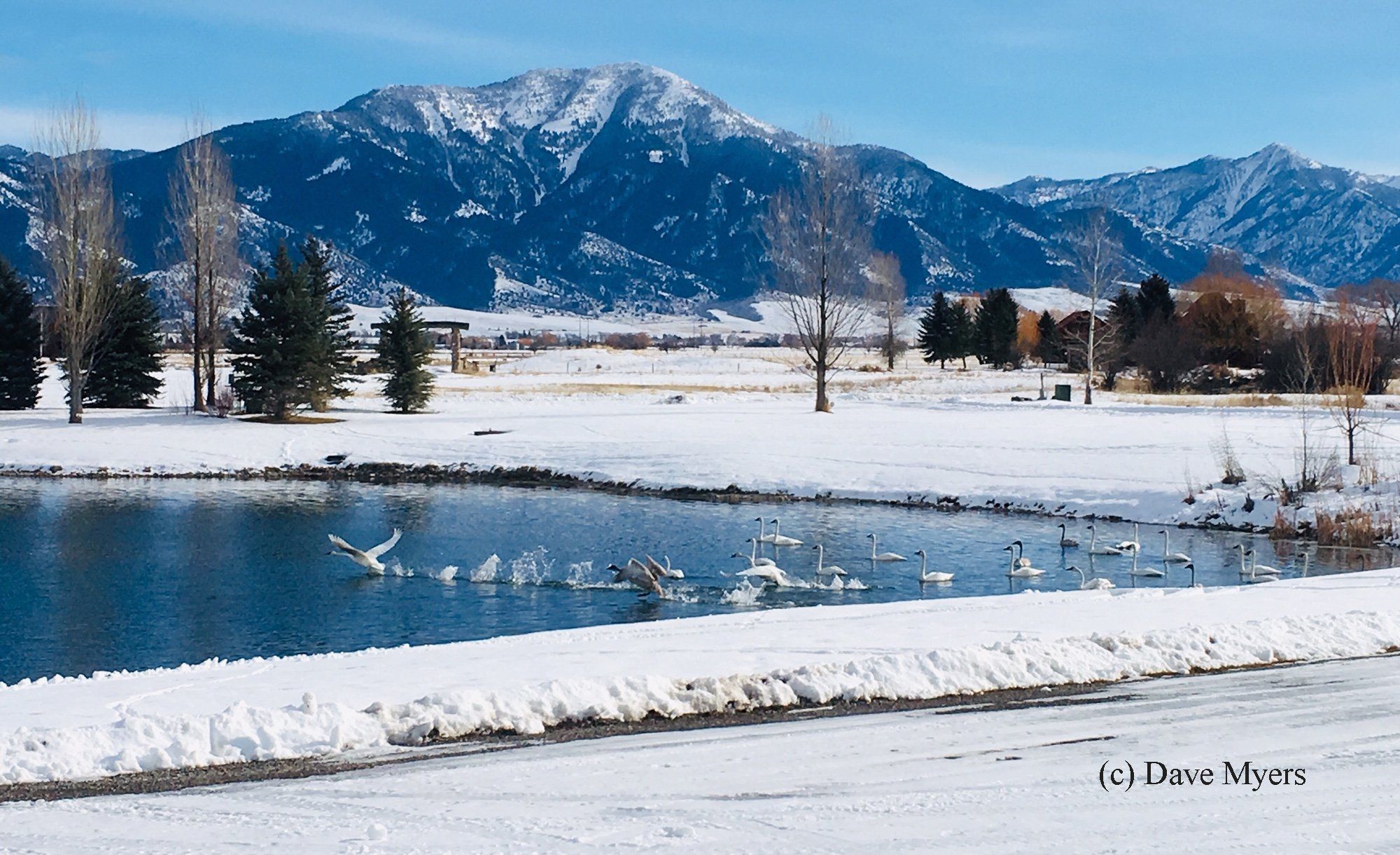 Swans in Swan Valley, Idaho