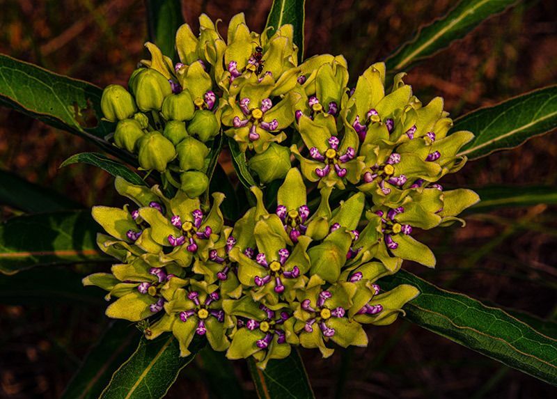 Green Milkweed