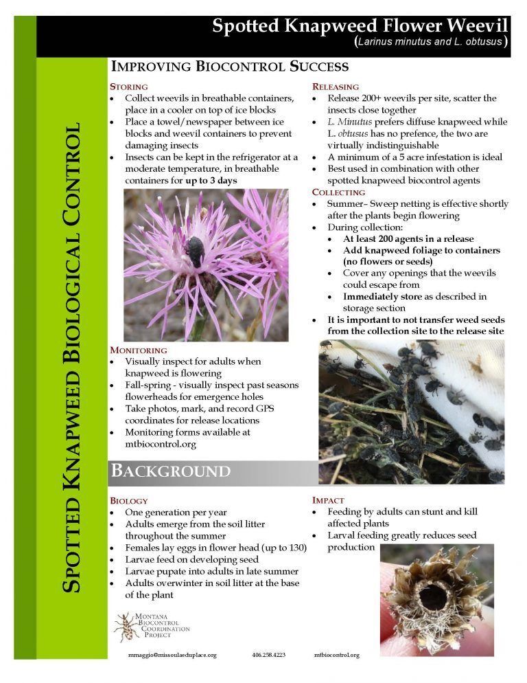 Spotted knapweed flower weevil info sheet