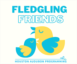 Fledgling Friends