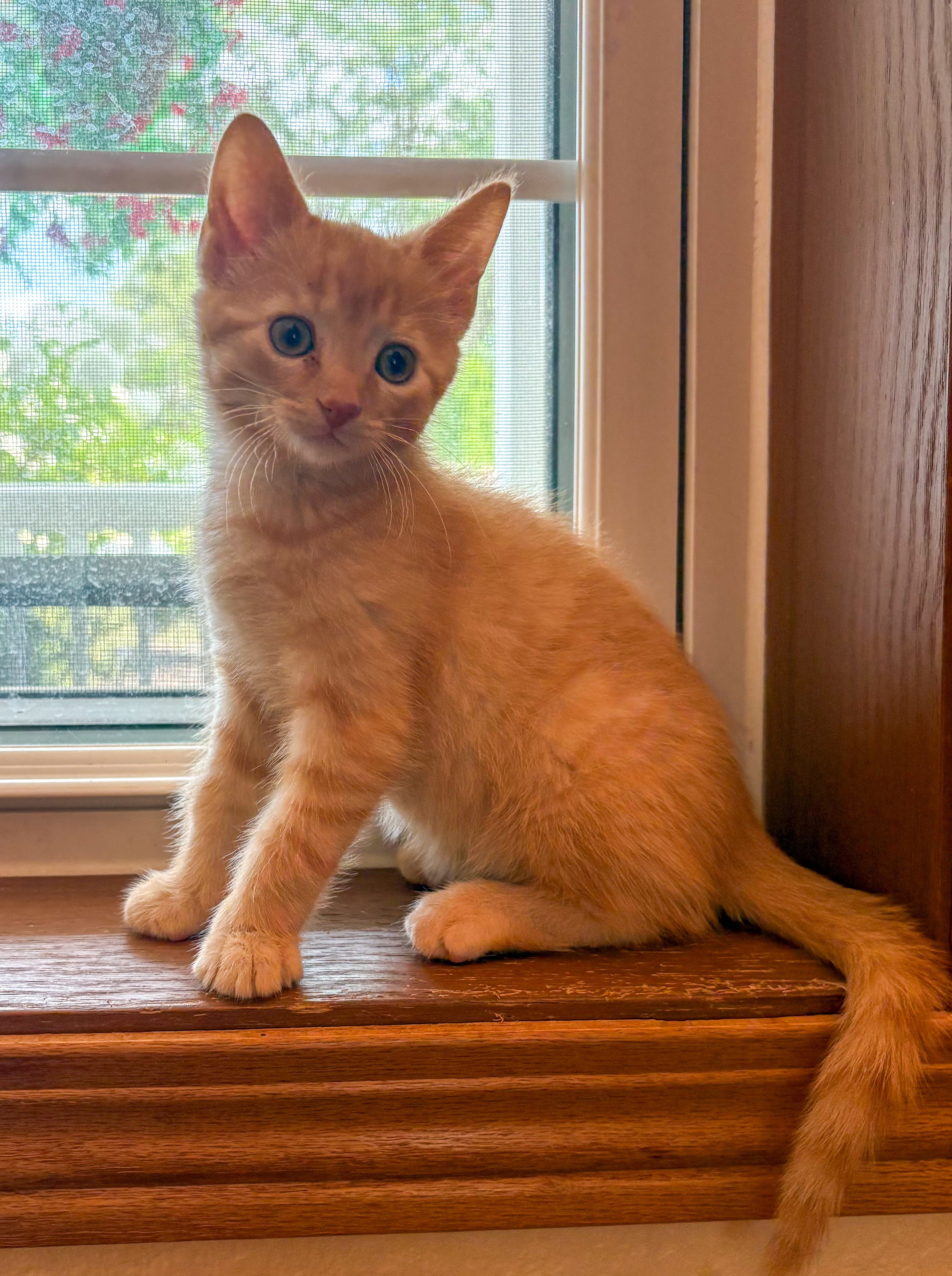 Archie