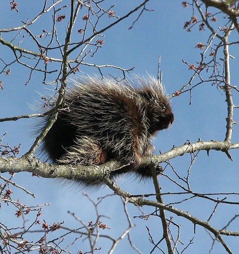 Porcupine in a tree.
