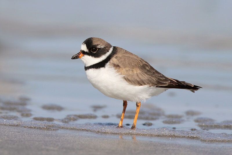 Semipalmated Plover