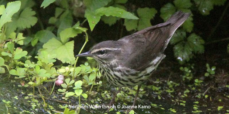 Northern Waterthrush 