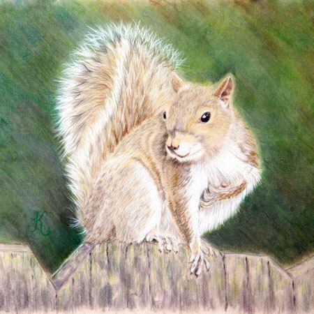 Colored Pencil Squirrel Two-Day Workshop
