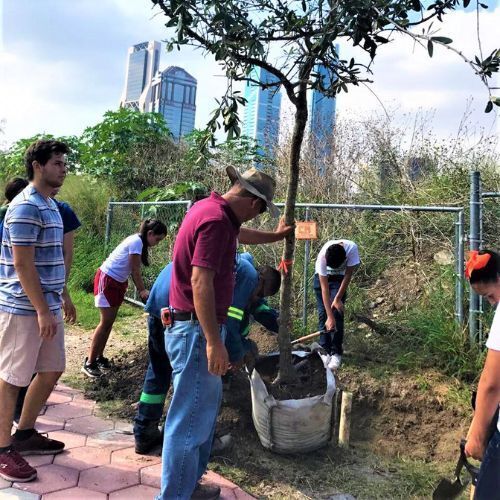 Compassionate cities, NGO’s and reforestation groups organized different planting events