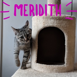 Meridith