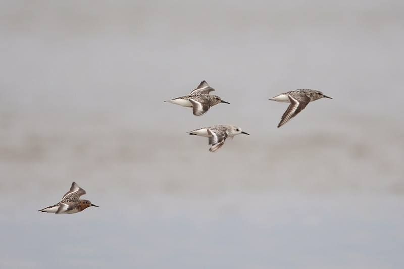 Sanderlings