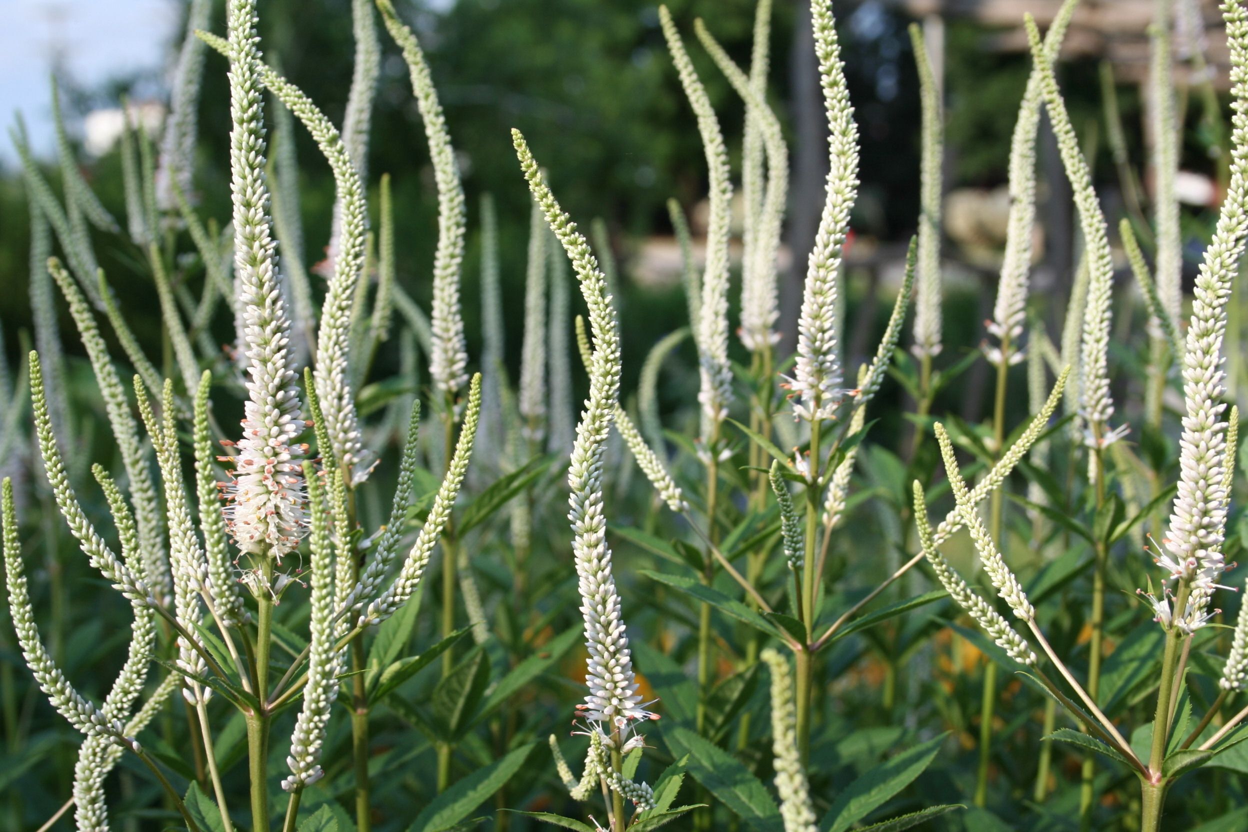 Bright magenta flowers of rose marvel salvia