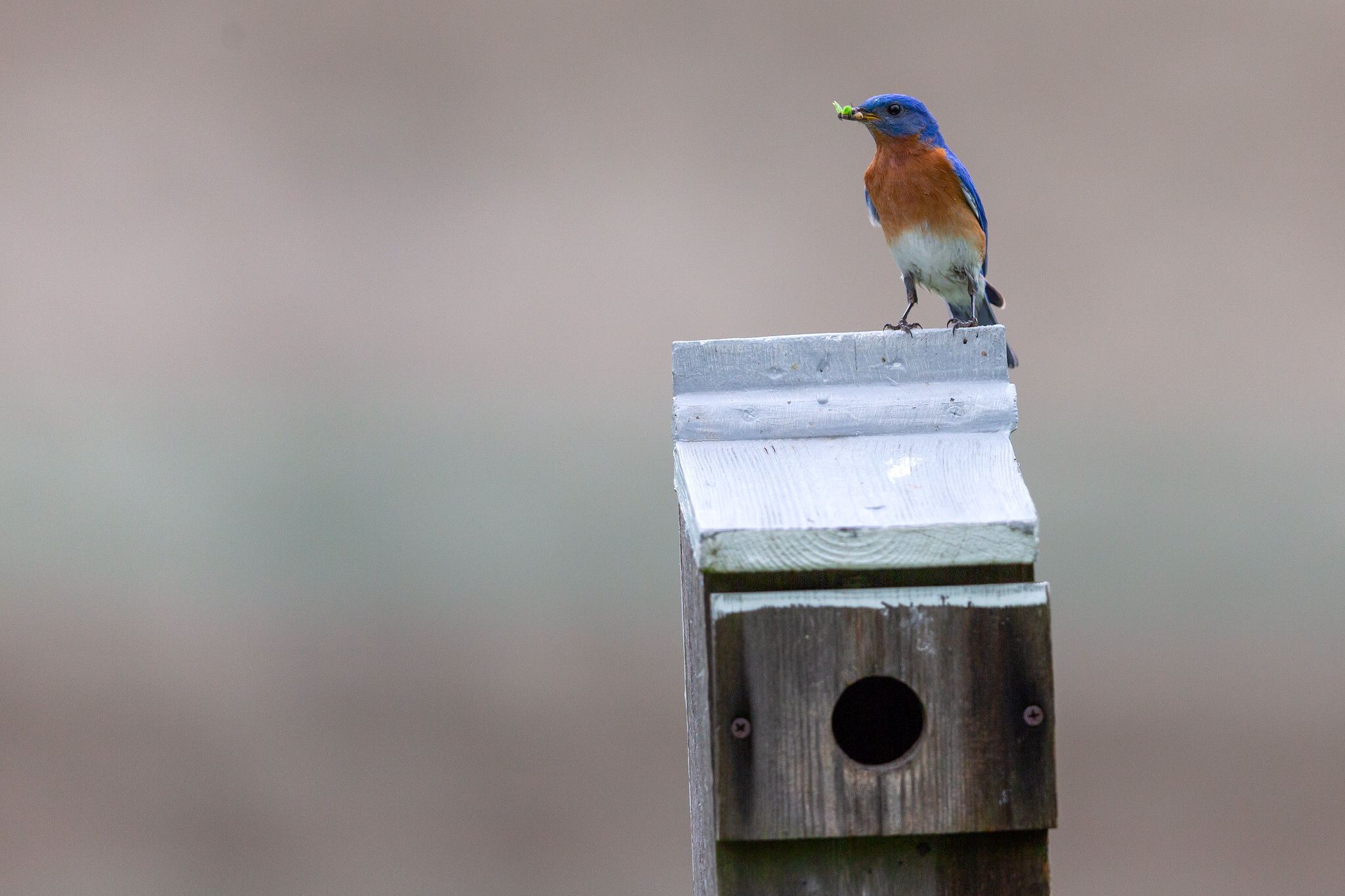 A male Eastern Bluebird perched on top of a nest box with a food item in his beak