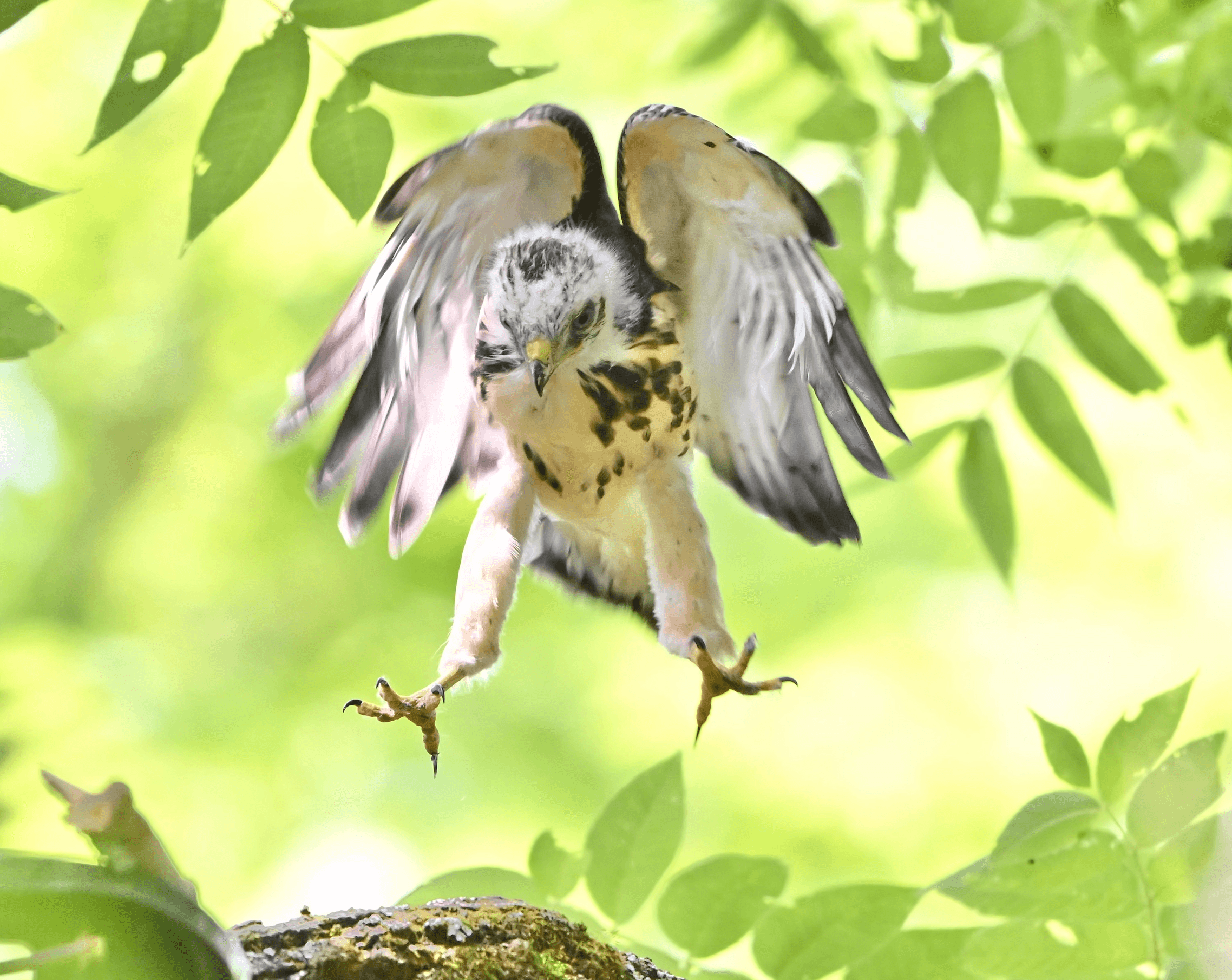 Broad-winged hawk fledgling branching leaping up from perch on branch.