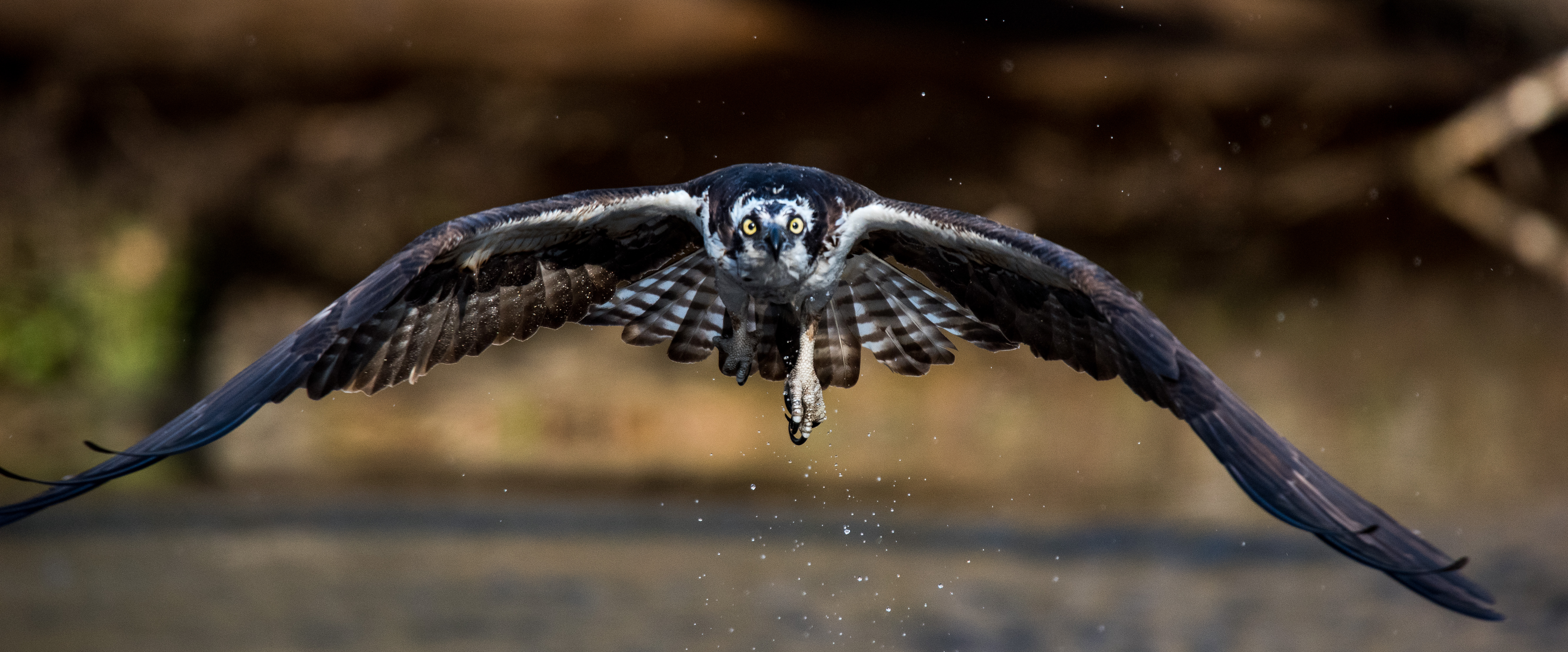 Osprey Monitoring Training Sessions