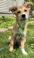 Daffodil - ADOPTED