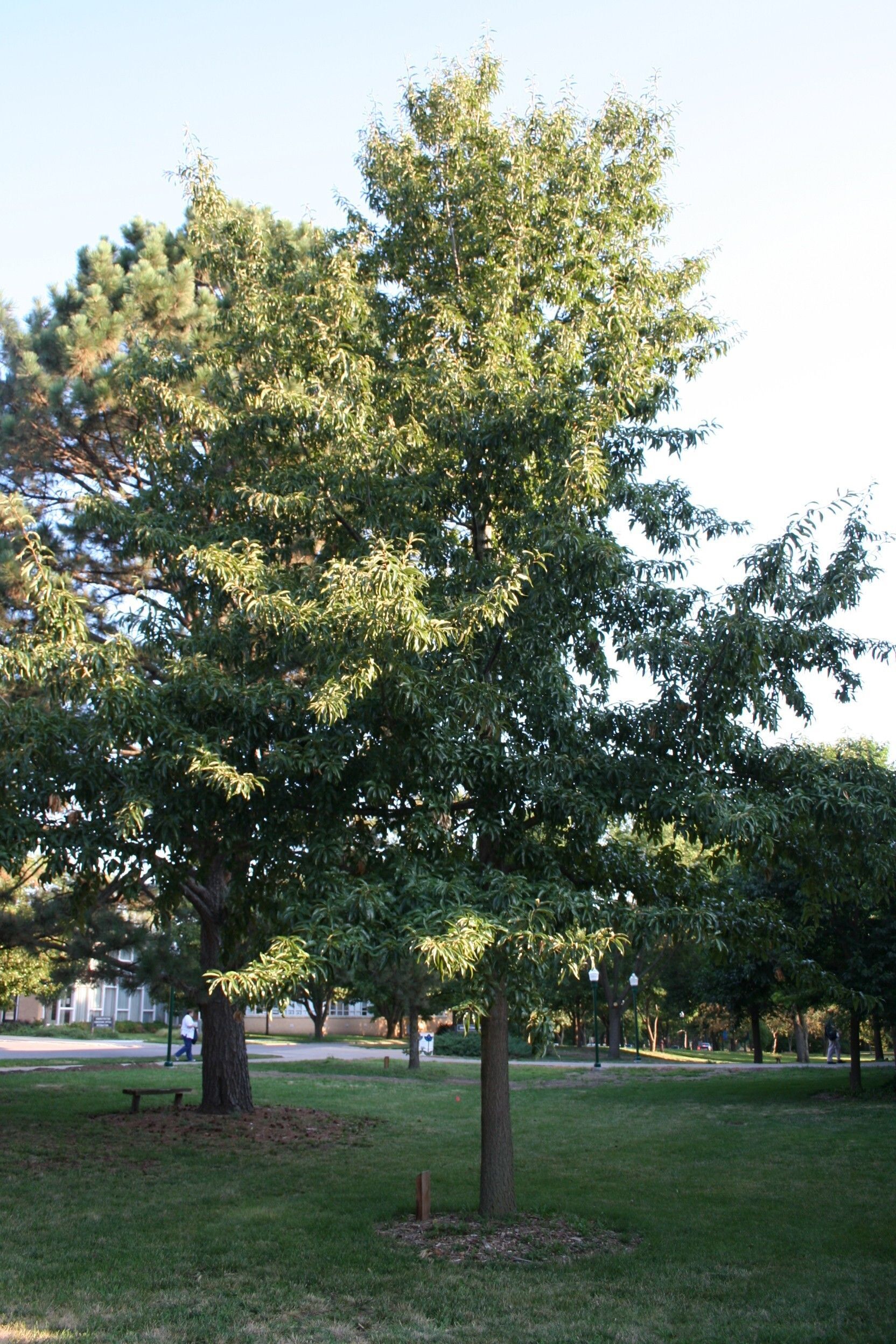 Shingle oak, Quercus imbricaria