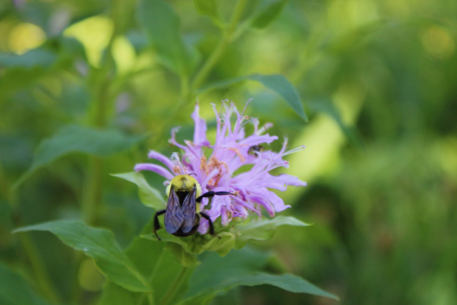 A bumble bee on a lilac-colored monarda fistula bloom. 
