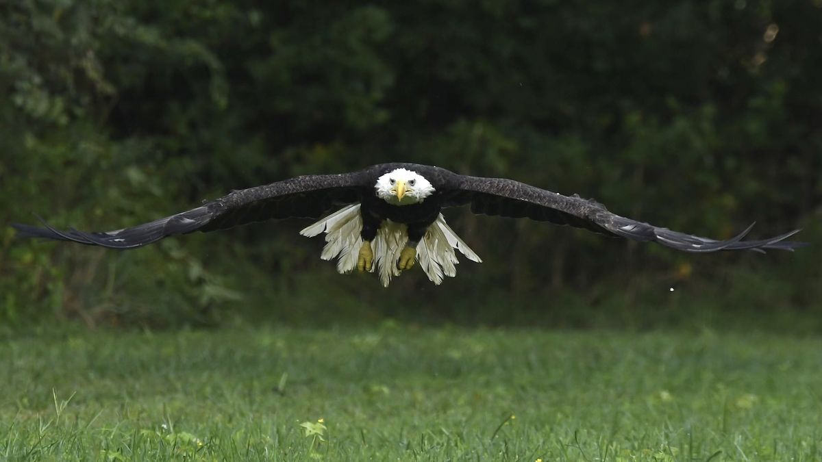 An eagle flying.