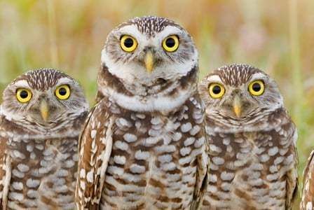 SRT aids burrowing owl housing crisis