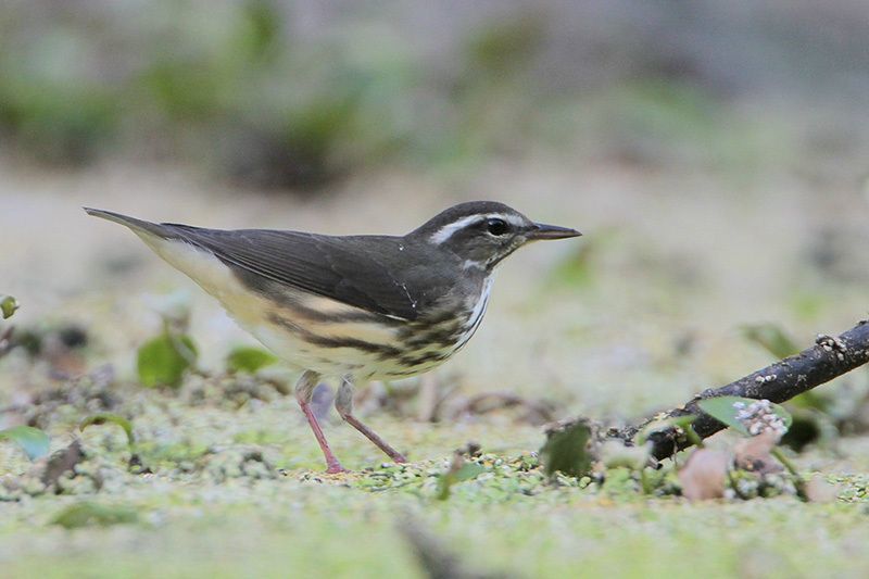 Louisiana Waterthrush