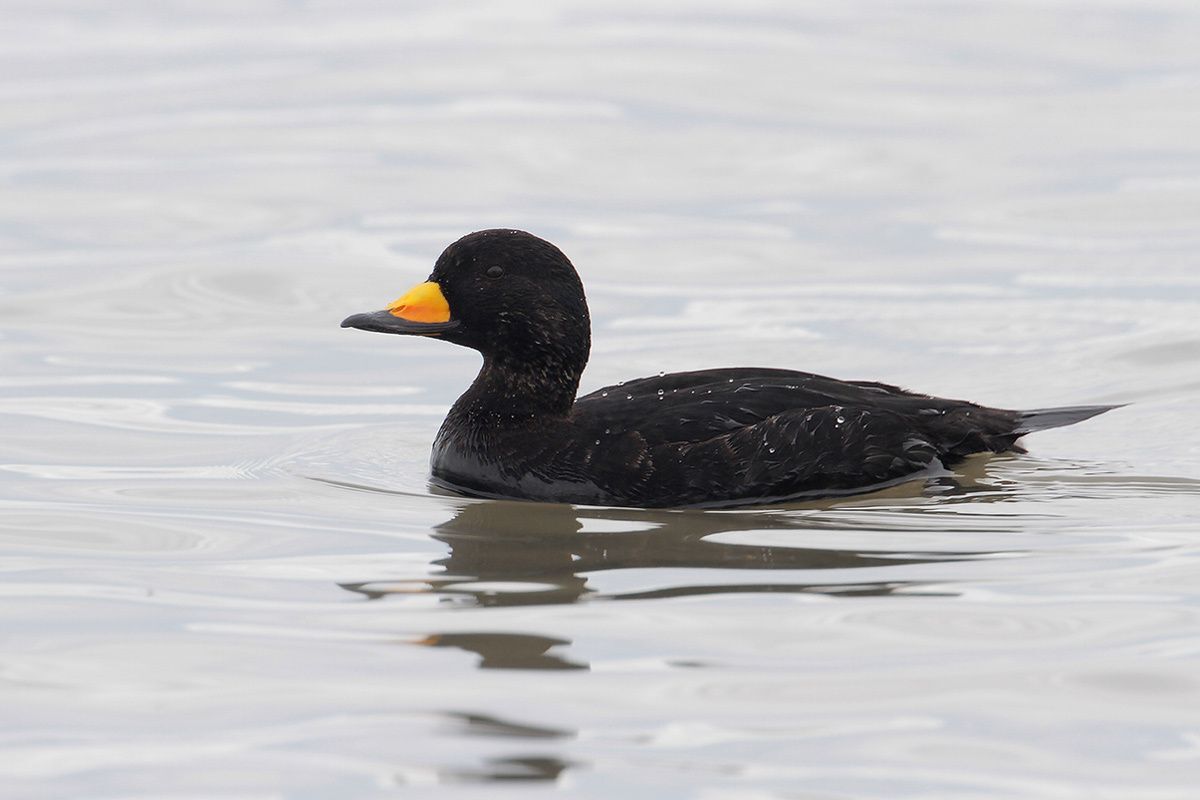 Black Scoter Bird Gallery Houston Audubon