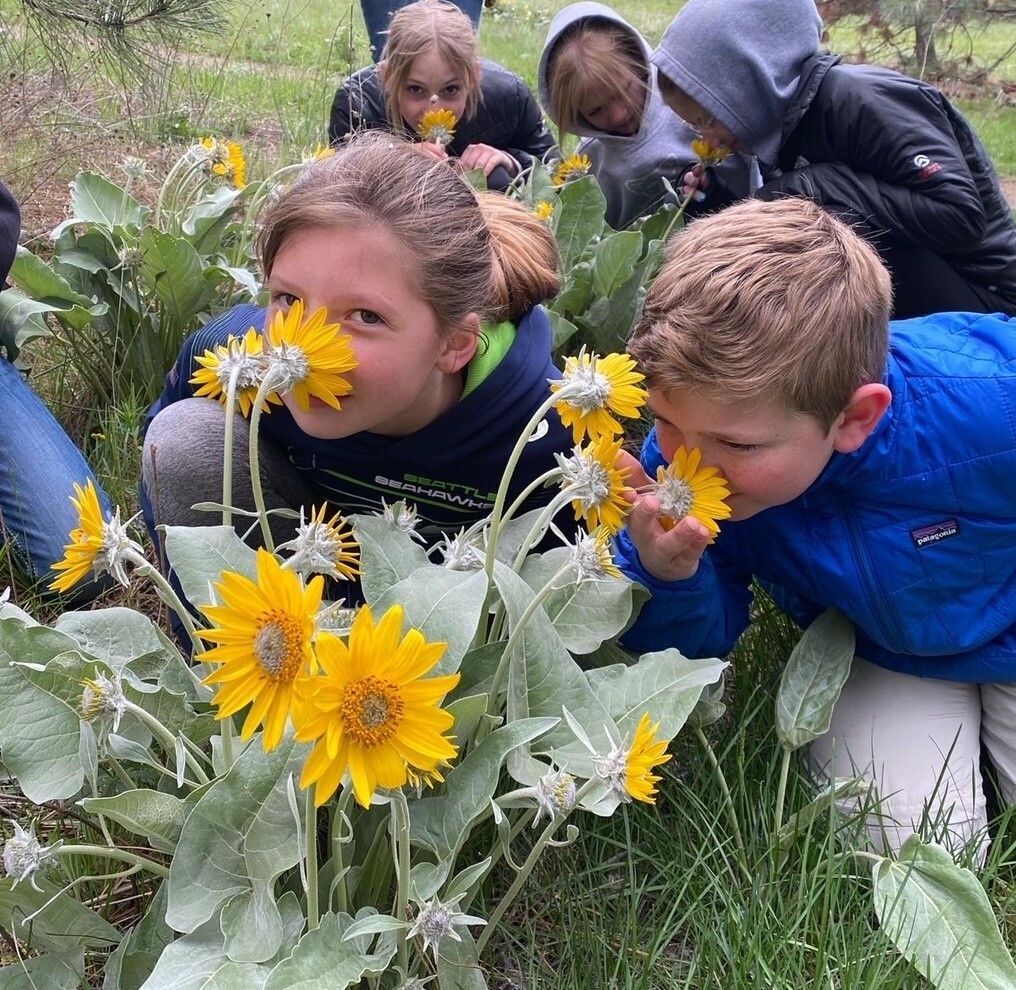 smelling the balsamroot