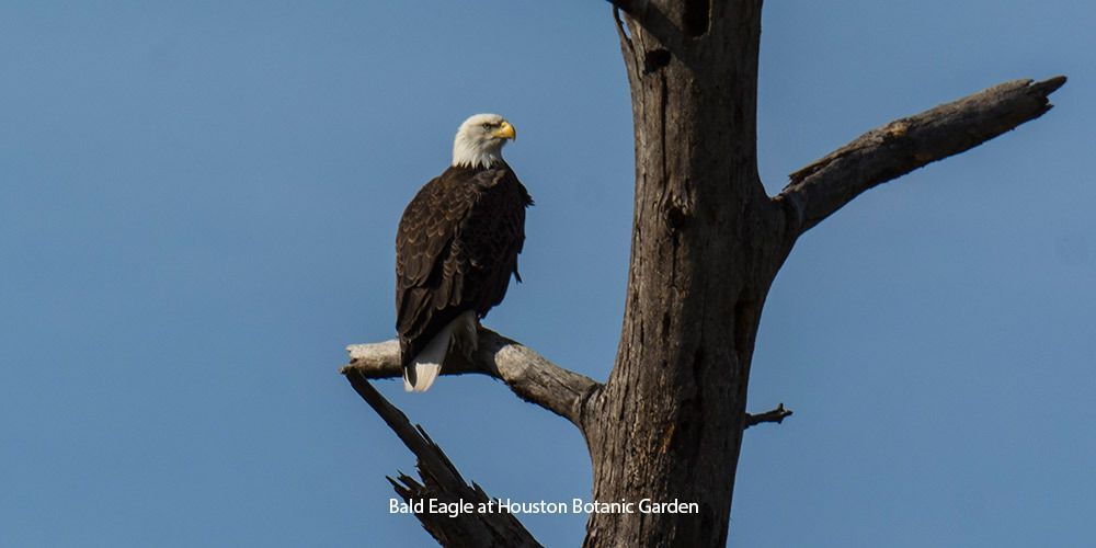 Bald Eagle