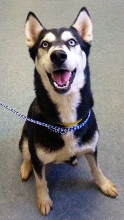 Kaya - ADOPTED