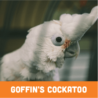 Goffin's Cockatoo