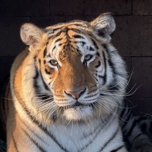 Siberian Tiger, Animal Database