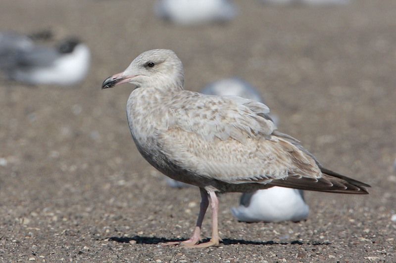 Herring Gull